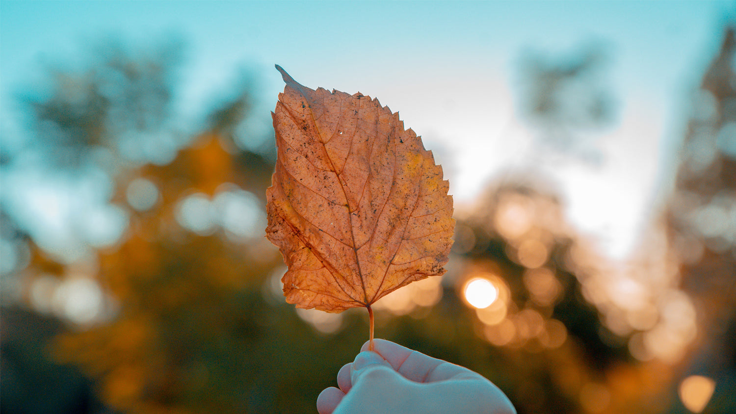Autumn